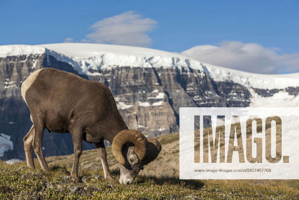 Bighorn sheep (Ovis canadensis) grazing in Wilcox Pass, Jasper National ...