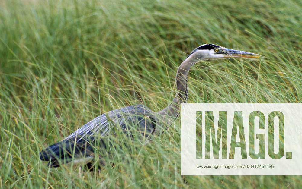 Ardea herodias, Great Blue Heron, Order: Ciconiiformes, Suborder: Ardea ...