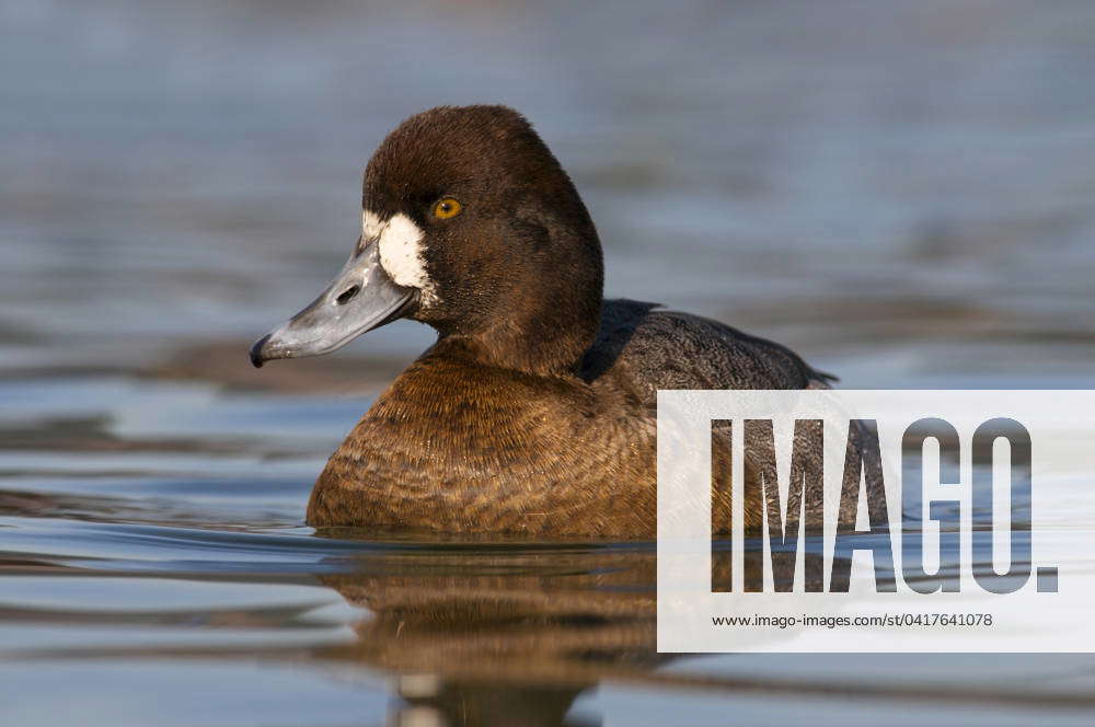 Lesser Scaup -female (Aythya affinis