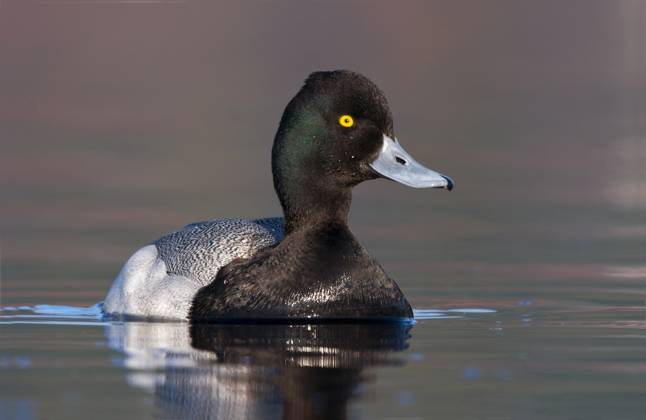 Lesser Scaup - male (Aythya affinis