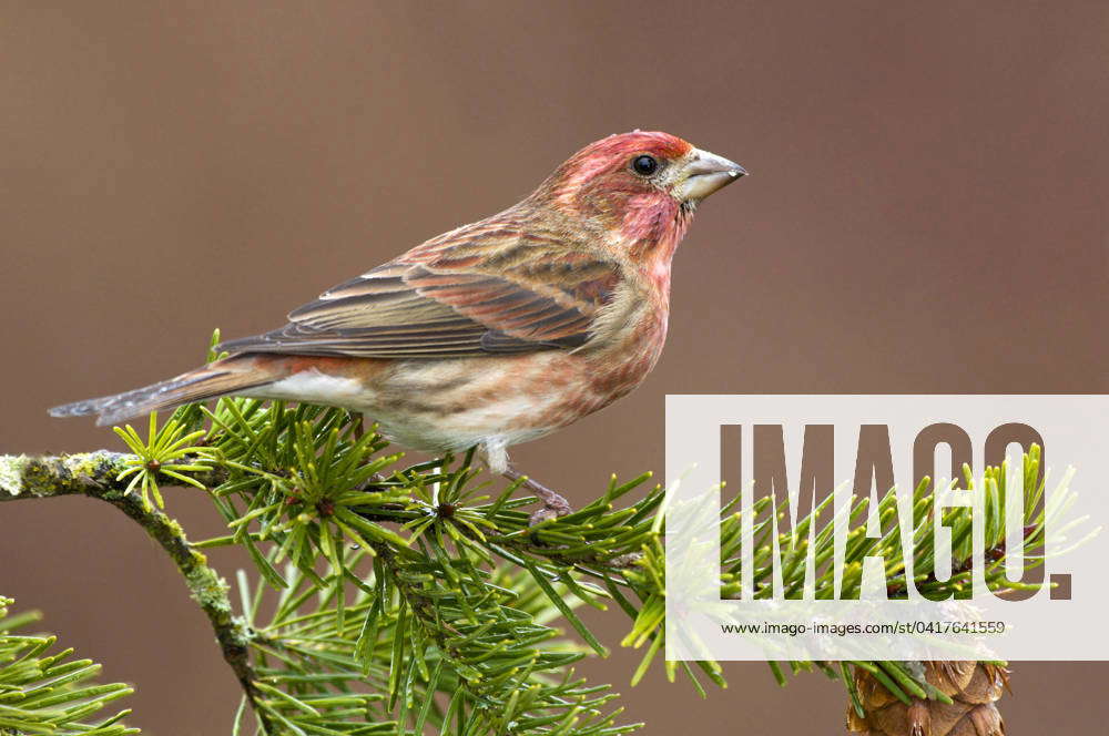 Purple Finch (Carpodacus purpureus