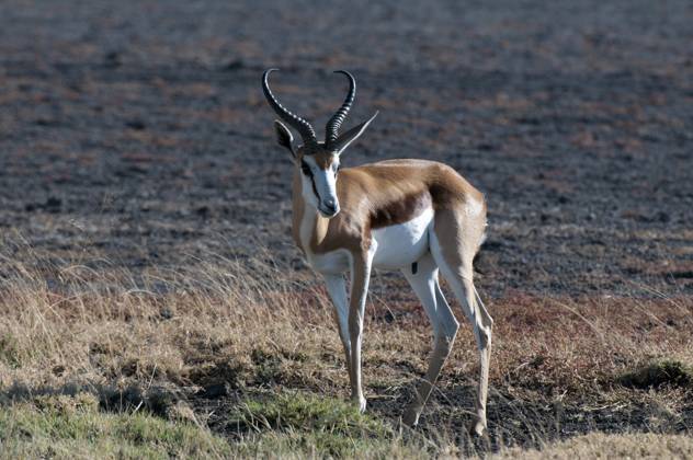 Springbock (Antidorcas marsupialis) streckt