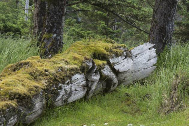 Old Totem ploes at Skedans, Gwaii Haanas National Park Reserve and ...