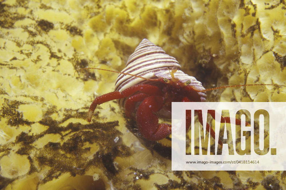 Maroon hermit crab, Cotton Channel, Seymour Inlet, Vancouver Island