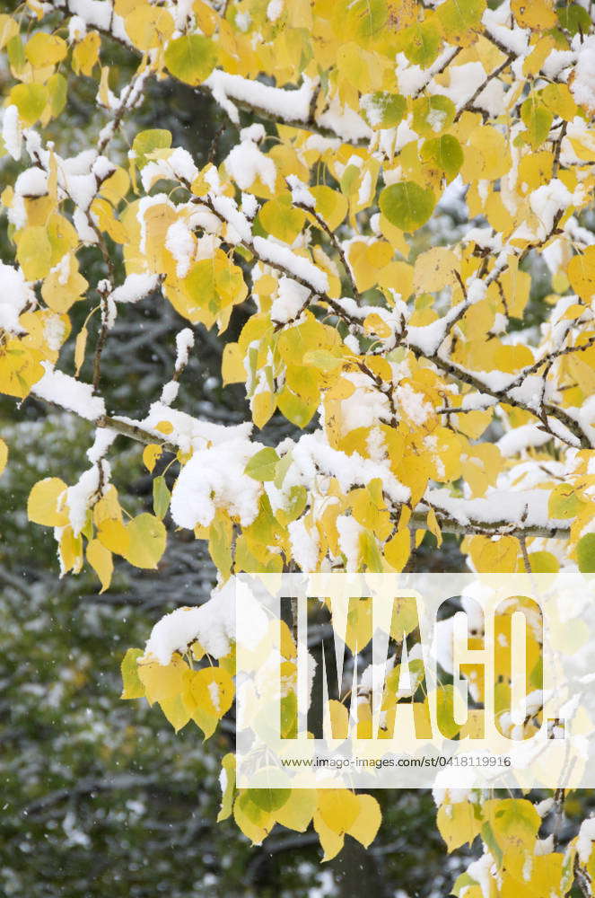 Close-up of first snow fallen on Trembling or Quaking Aspen leaves in ...