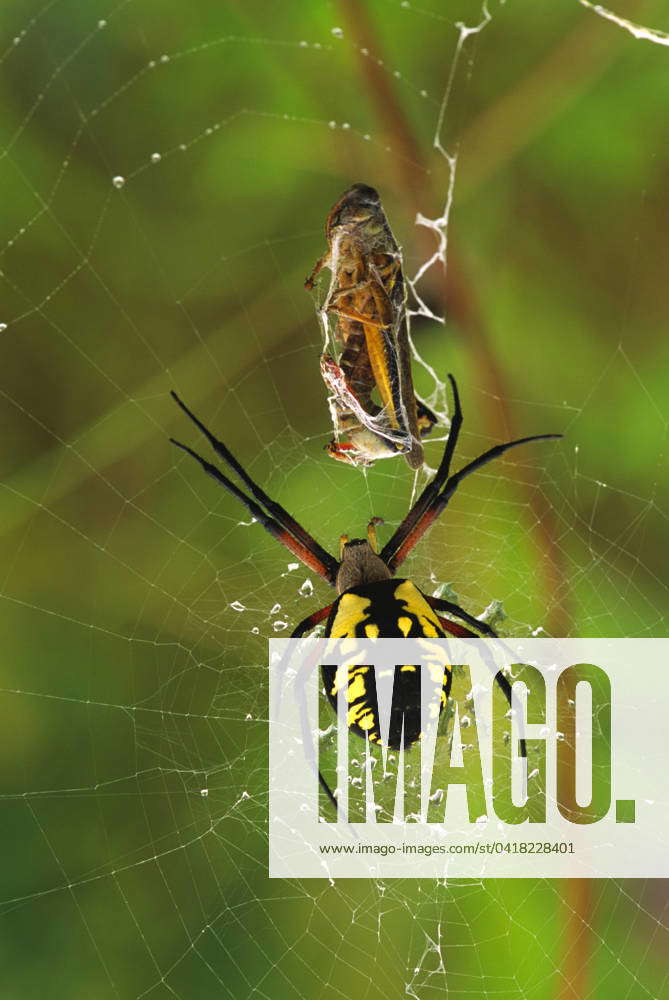 (Argiope aurantia) Black & Yellow Agriope Spider Order: Araneae Family ...