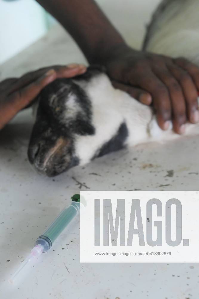 Animals are getting treatment and vaccination on World Zoonoses Day ...