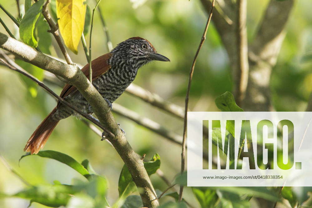 Chestnut-backed Antshrike (Thamnophilus palliatus) perched on a branch ...