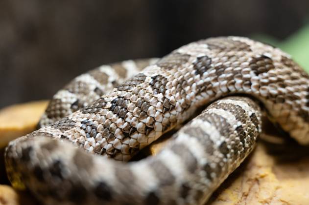 Close-up of a western hook-nosed snake in a terrarium Rottweil Baden ...