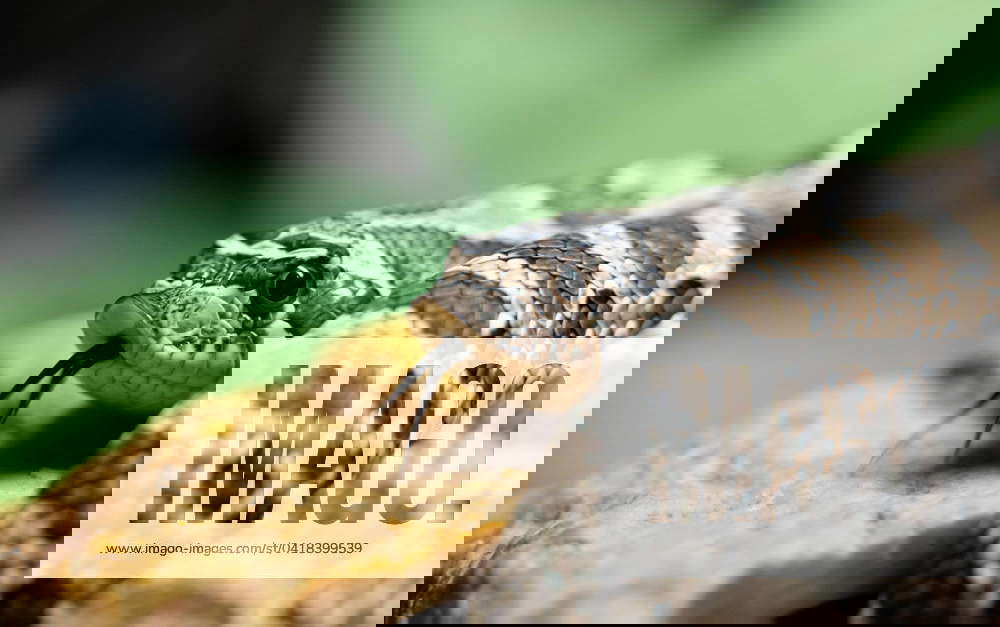 Closeup of a western hooknosed snake in a terrarium Rottweil Baden Württemberg