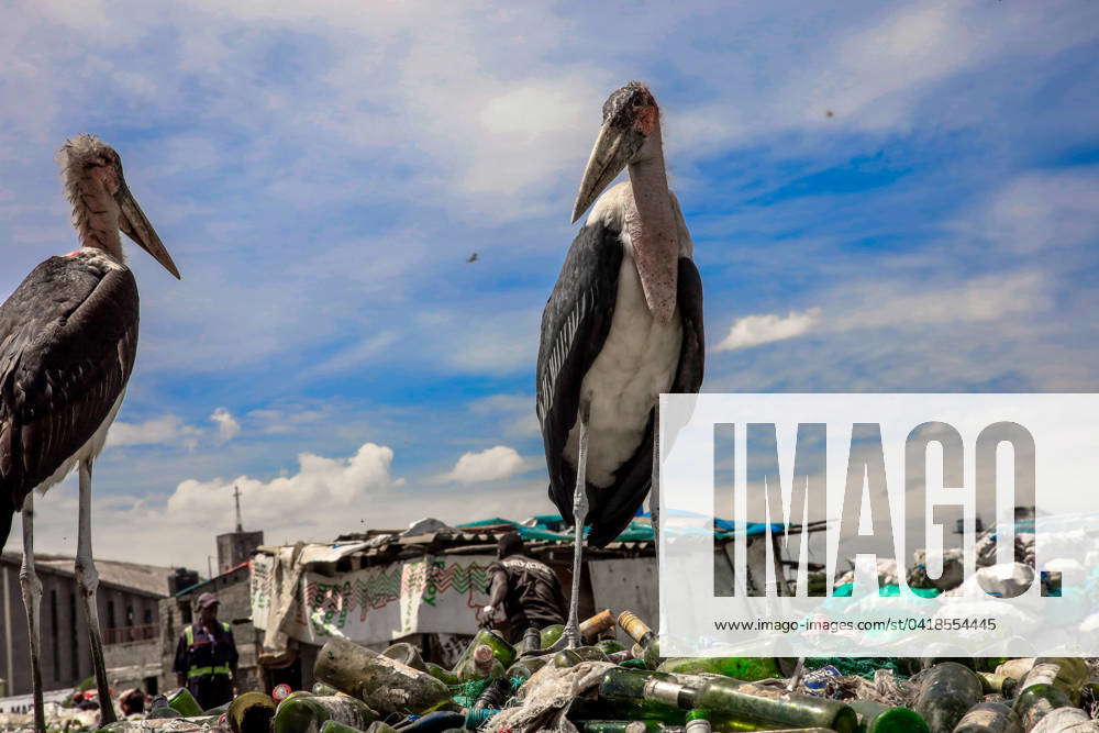 The Dandora Landfill in Nairobi, Kenya - 28 Feb 2024 The marabou stock ...