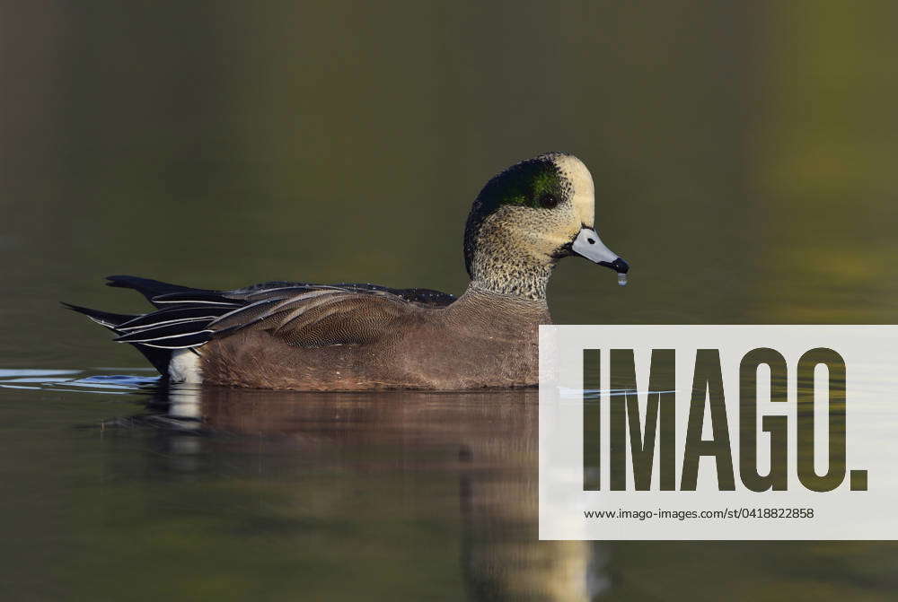 American Wigeon at Esquimalt Lagoon, Esquimalt Lagoon, Colwood ...