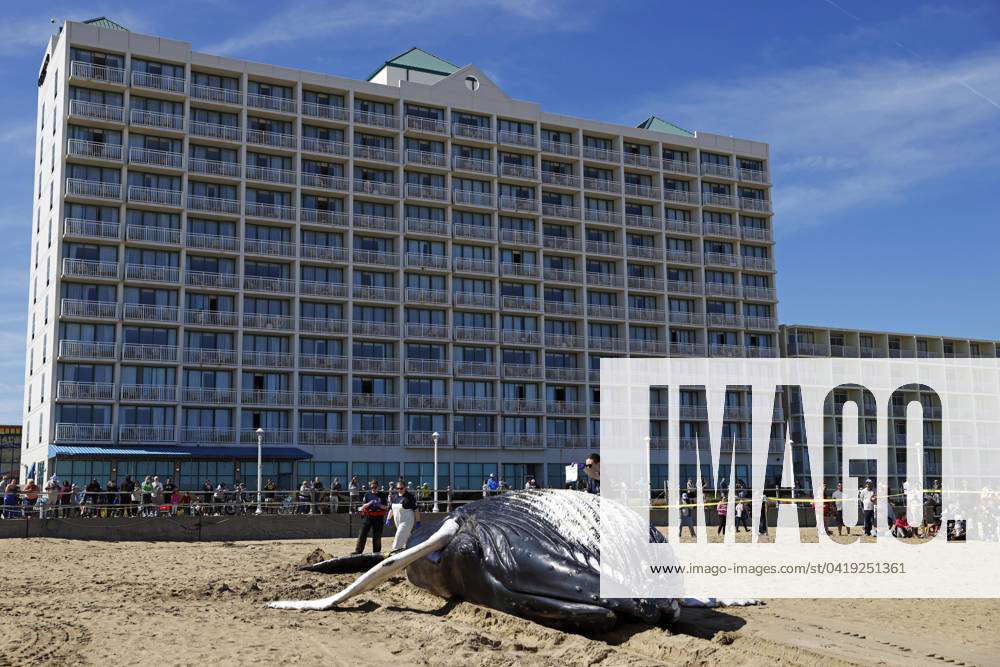 News Beached Whale in Virginia Beach Mar 3, 2024; Virginia Beach