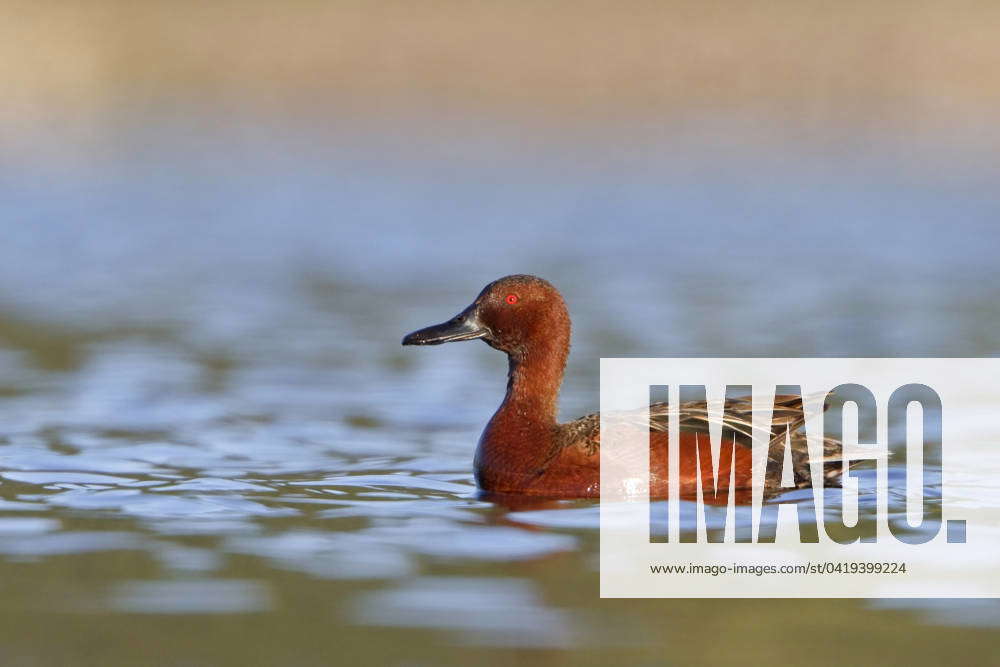 Cinnamon Teal (Anas cyanoptera