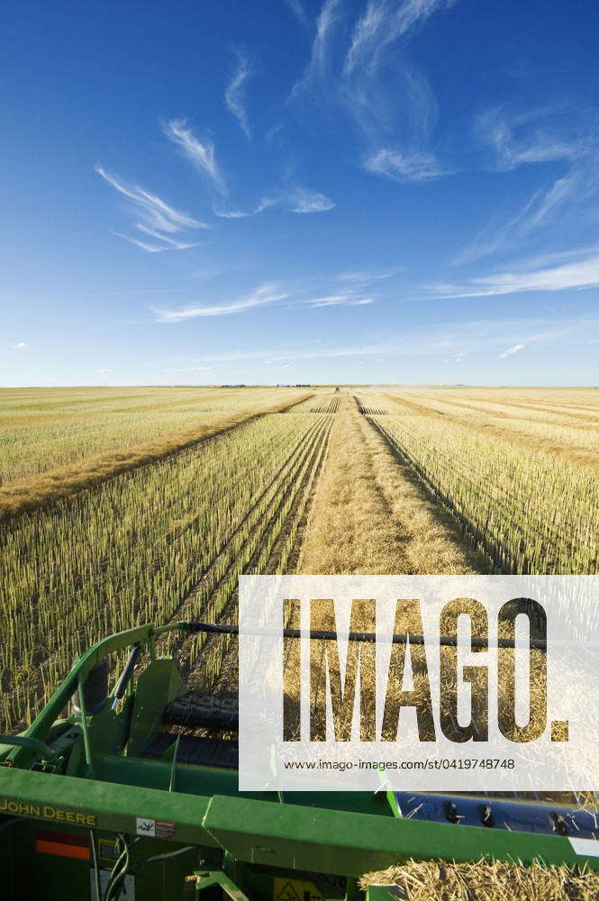 Canola harvest, near Hodgeville, Saskatchewan, Canada