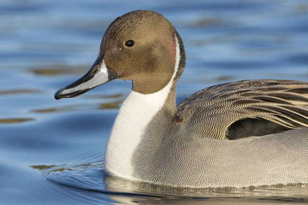 Male Northern Pintail