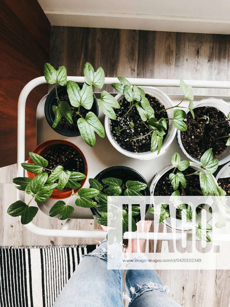 Looking down at small pots of morning glory seedling plants Winnipeg