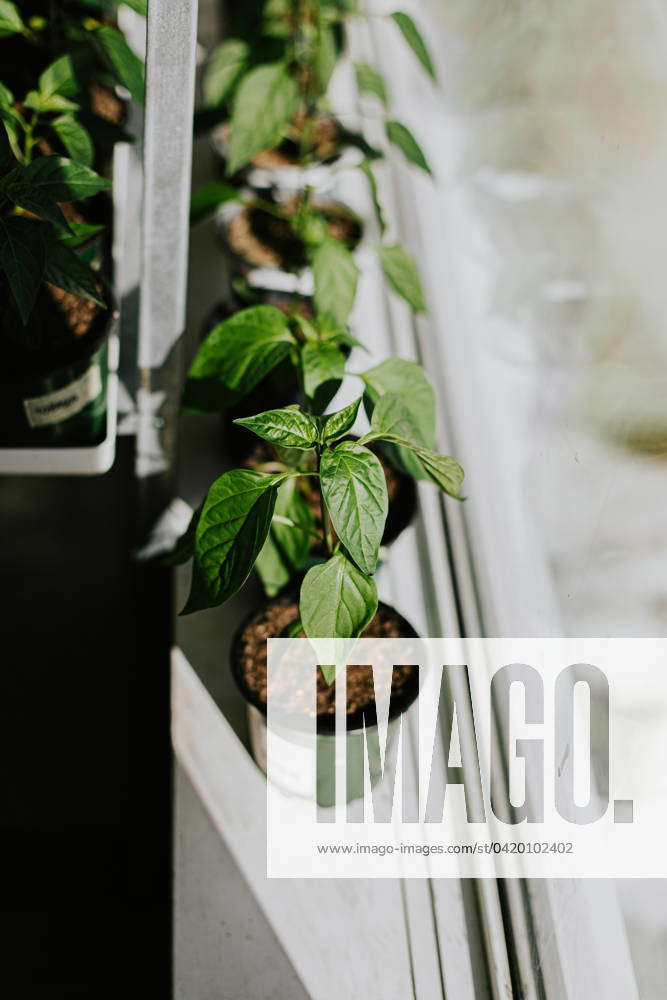 Indoor pepper plants sitting in window sill Winnipeg, Manitoba, Canada