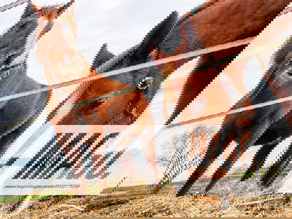 Sunny Day in Wijchen, The Netherlands 9 Mar 2024 Two horses eat hay outside of the farm. People