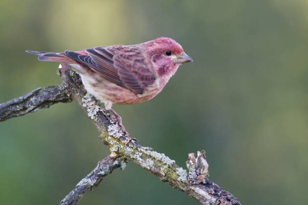 Purple Finch (Carpodacus purpureus