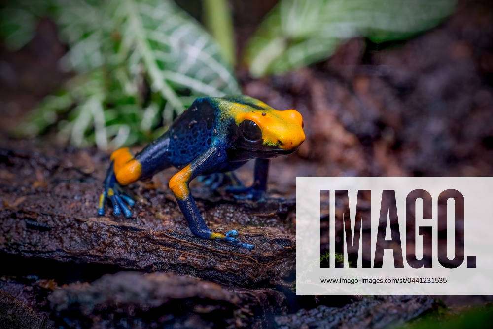 Dyeing poison dart frog