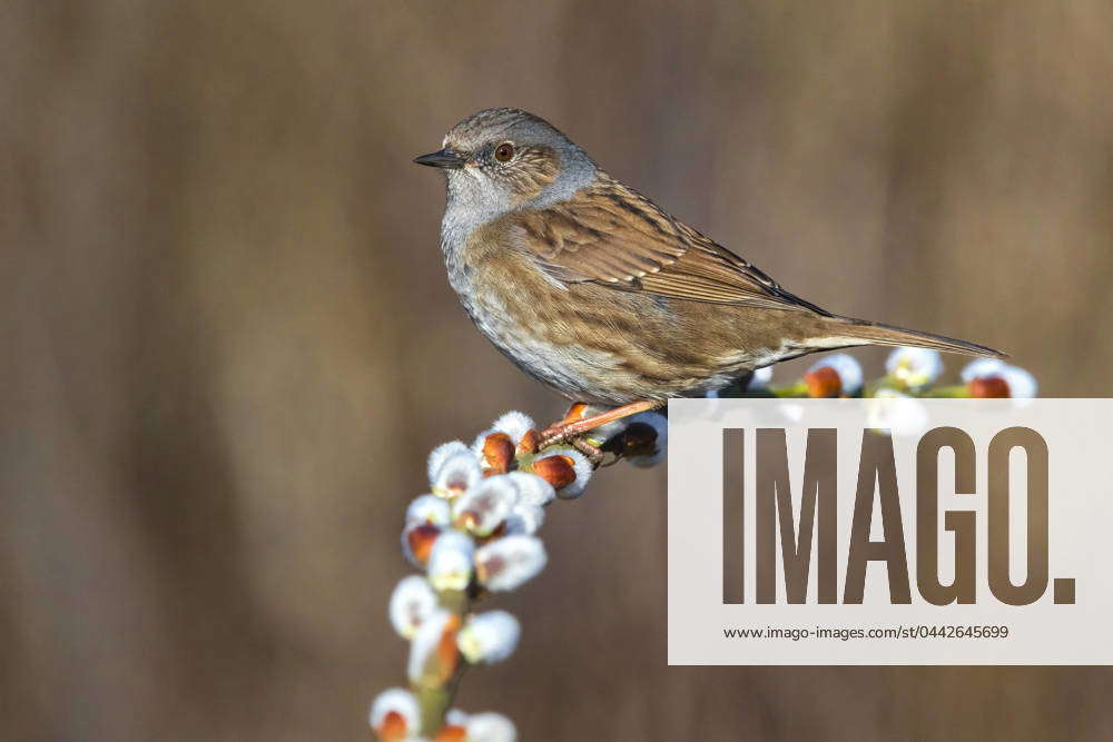 Dunnock, Hedges Brown Accentor Prunella modularis , sits at a Willow ...