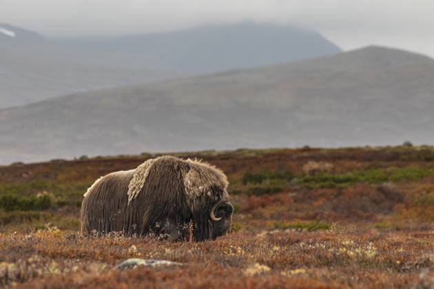 Stove of Musk oxen Ovibos moschatus , standing, off Bergen, autumn ...