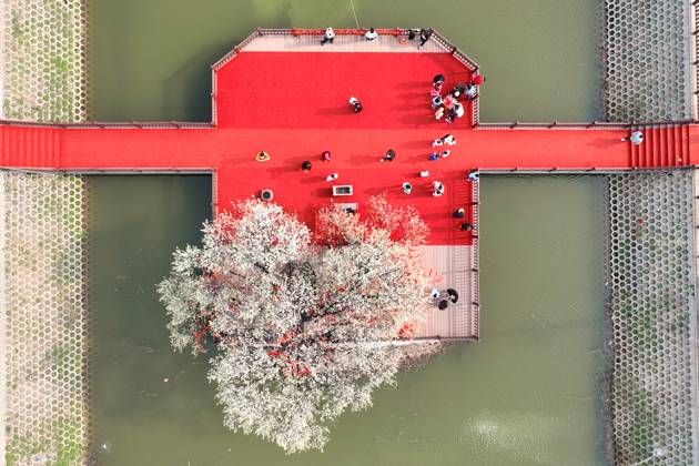 Tourists Enjoy Blooming Pear Flowers in Binzhou BINZHOU, CHINA - APRIL ...