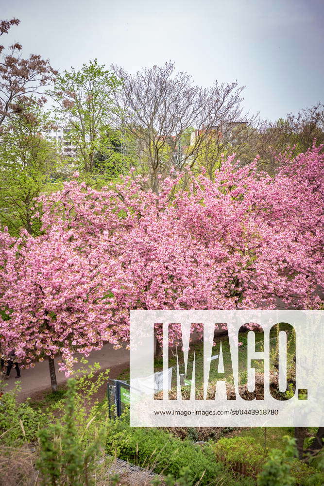 Berlin Pankow OT Prenzlauer Berg Japanese cherry trees at the KGA ...