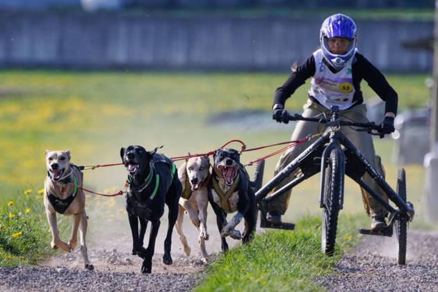 Dog mushing race in Hrase, Slovenia - 08 Apr 2023 A competitor and his ...