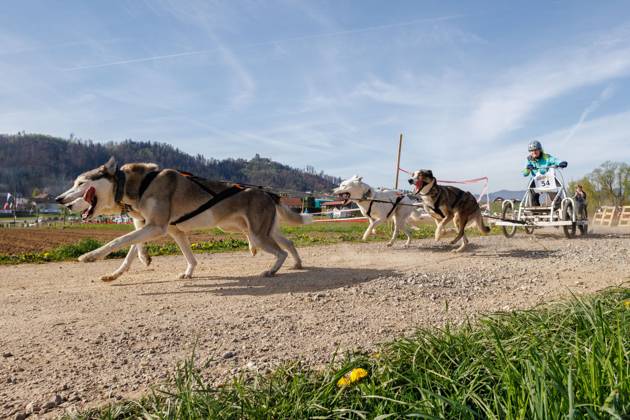 Dog mushing race in Hrase, Slovenia - 08 Apr 2023 A competitor and his ...
