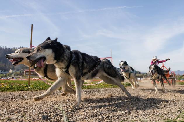 Dog mushing race in Hrase, Slovenia - 08 Apr 2023 A competitor and his ...