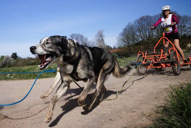 Dog mushing race in Hrase, Slovenia - 08 Apr 2023 A competitor and his ...