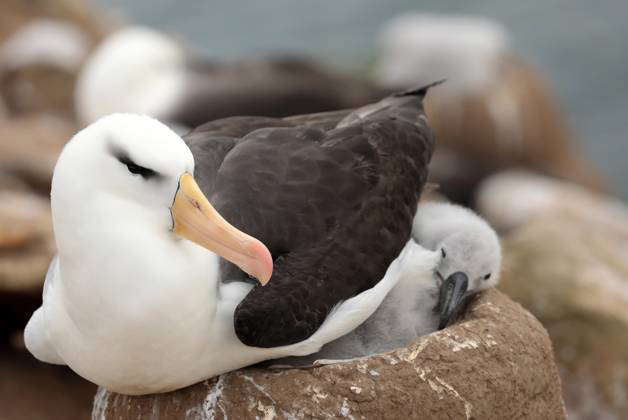 Black Browns Albatross, Black-browed albatross, Mollymauk Thalassarche ...