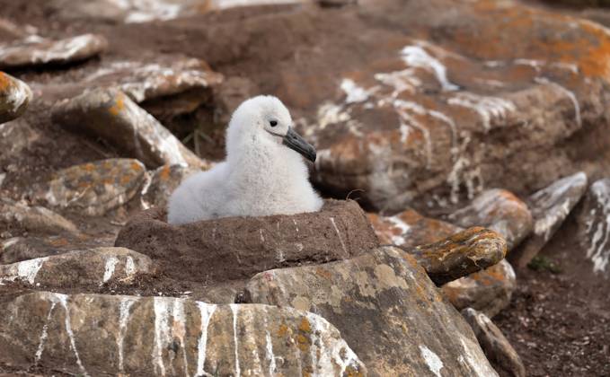 Black Browns Albatross, Black-browed albatross, Mollymauk Thalassarche ...