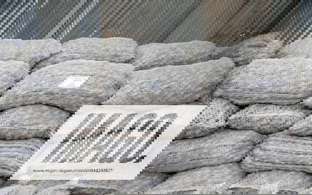 Potato growing in Nakuru, Kenya 09 Apr 2024 Sacks of potatoes at a