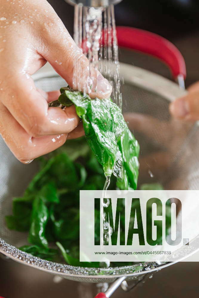 Washing Fresh Basil Herbs for Cooking Canada, Alberta, Edmonton R