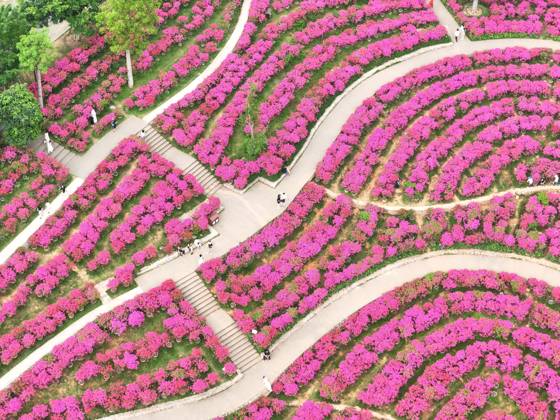 Blooming Bougainvillea NANNING, CHINA - APRIL 15, 2024 - Aerial photo ...