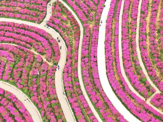 Blooming Bougainvillea NANNING, CHINA - APRIL 15, 2024 - Aerial photo ...