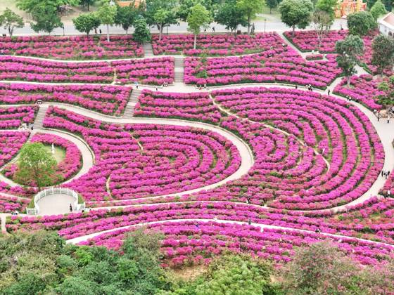 Blooming Bougainvillea NANNING, CHINA - APRIL 15, 2024 - Aerial photo ...