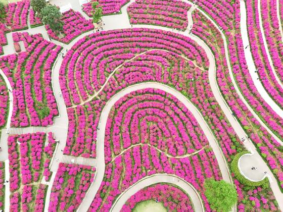 Blooming Bougainvillea NANNING, CHINA - APRIL 15, 2024 - Aerial photo ...