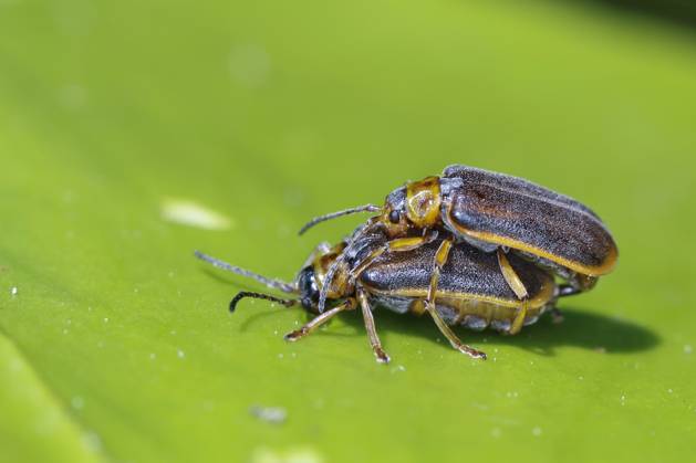 Water lilies Blattkaefer, Water lily leaf beetle, Strawberry Kaefer ...