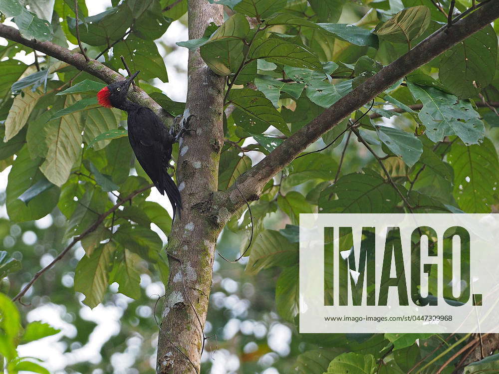 Andaman Woodpecker, Andaman Islands Specht dryocopus hodgei , sits to a ...