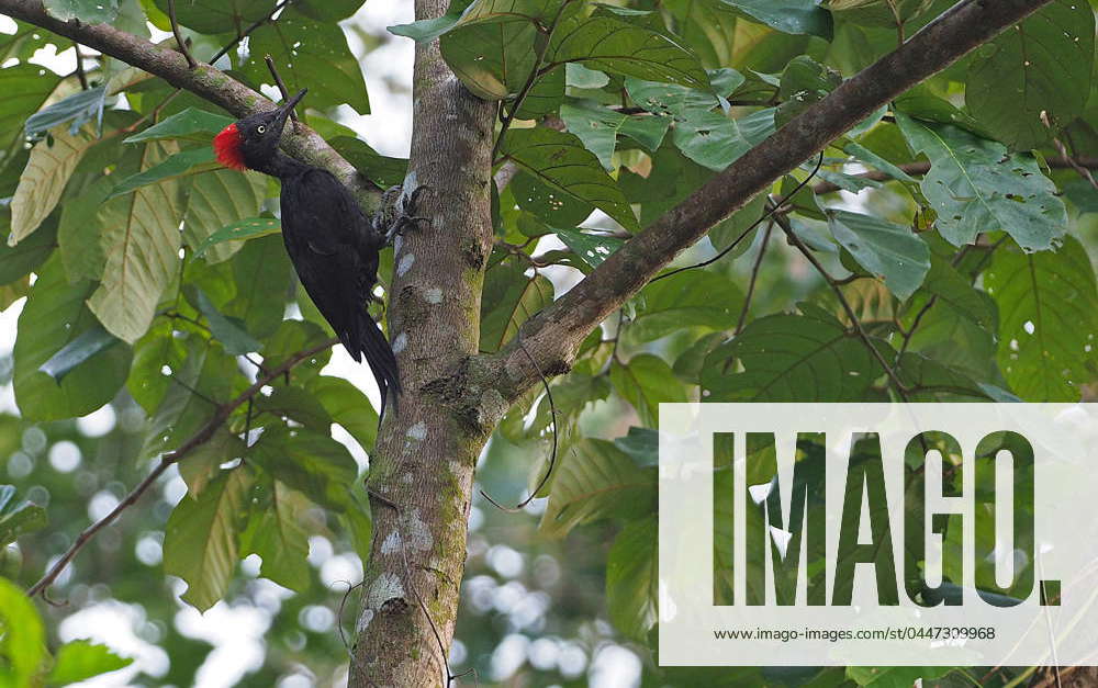 Andaman Woodpecker, Andaman Islands Specht dryocopus hodgei , sits to a ...