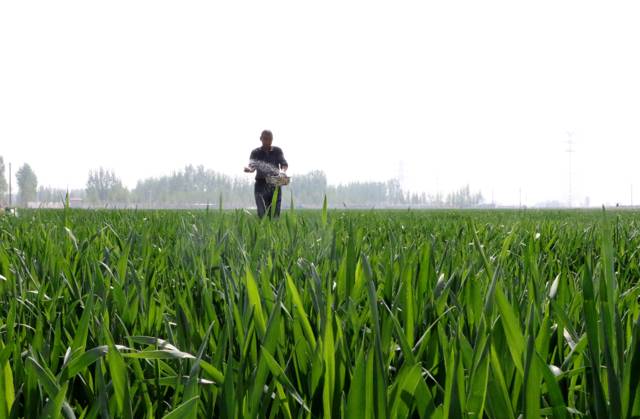 China Agriculture BINZHOU, CHINA - APRIL 18, 2024 - Farmers manage ...