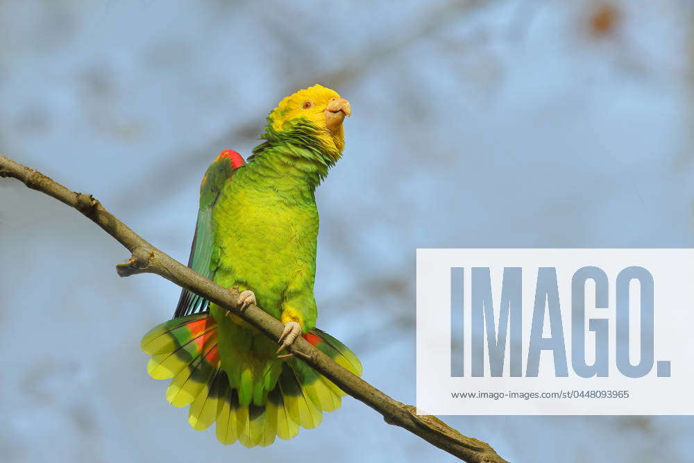 Yellow Headed Amazon Amazona oratrix belizensis , mating ON a Sycamore ...