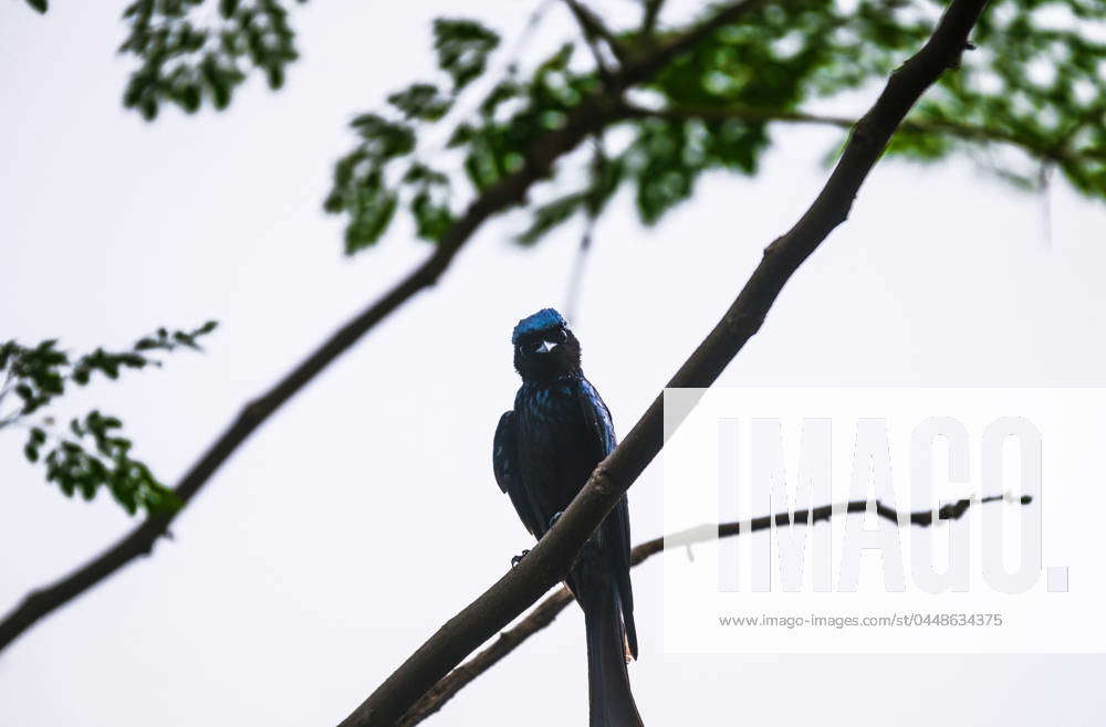 Bronzed Drongo - Animal India A Bronzed Drongo is perching on a tree ...