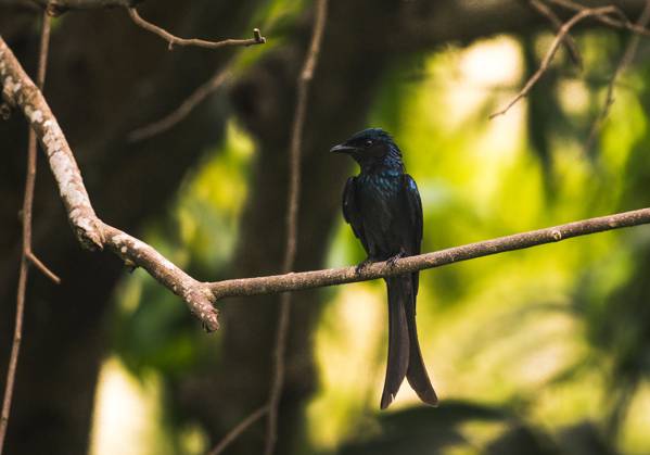 Bronzed Drongo - Animal India The Bronzed Drongo (Dicrurus Aeneus) Is A ...