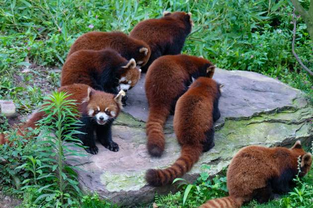 Redt Pandas at Chongqing Zoo CHONGQING, CHINA - MAY 3, 2024 - Red ...