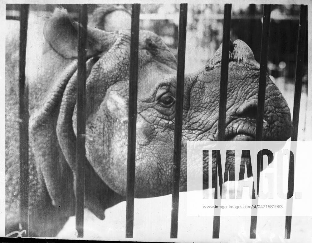 RHINO BEHIND BARS A young rhinoceros peers through the bars of its ...